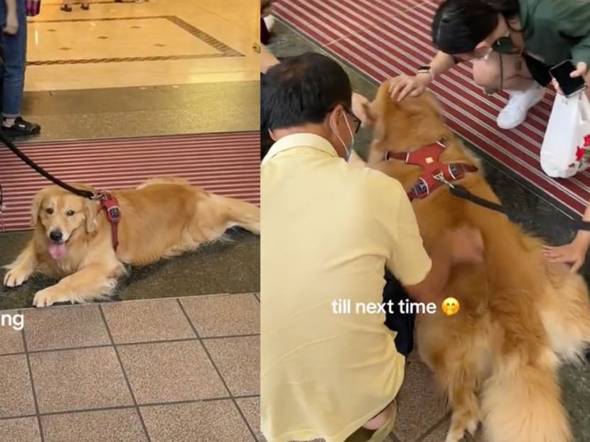 TikTok-famous Golden Retriever refuses to budge from Takashimaya entrance until he gets free pats