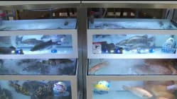 Makanan Hasil Tempatan - Pelanggan pasar raya tertentu boleh dapatkan hidupan laut ternakan tempatan