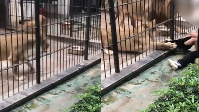 中国汕头动物园母狮隔栏抓女孩裤脚 场面一度混乱