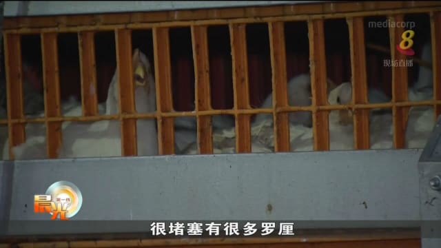 马国肉鸡恢复供应 第一批活鸡运抵本地