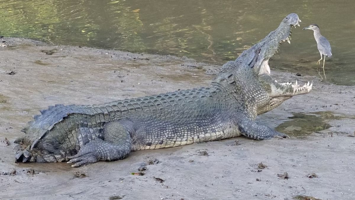 What Happened To Tailless, Possibly Singapore's Most Famous Crocodile Which Hasn't Been Spotted In Months?