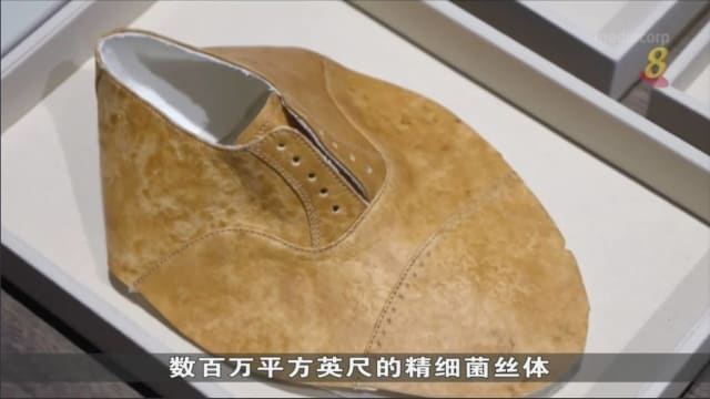 美国生物技术公司利用菌丝体制作天然且无塑料皮革