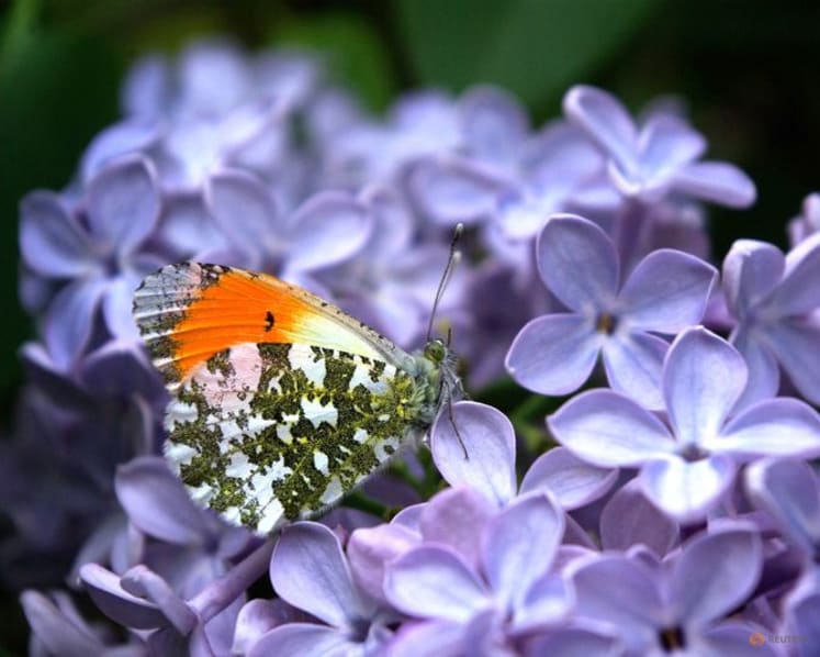 Butterfly wing patterns may trick predators with motion illusions