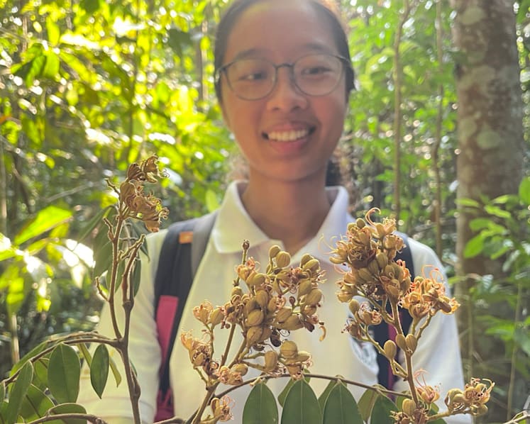 A walk in Singapore’s nature reserve led a researcher to discover the rare flower of a critically endangered tree