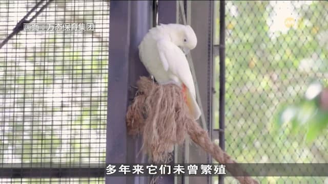 飞禽公园成功孵化首只菲律宾凤头鹦鹉