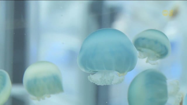 新加坡海洋生态馆 24日正式对外开放