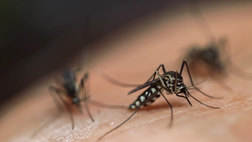 Kasus Chikungunya meroket, Kemenkes ingatkan warga waspada: Begini cara pencegahannya