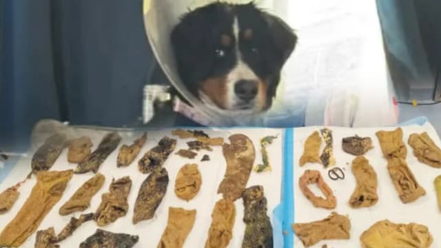 吞24袜子和43件异物  美国小狗送医急开刀