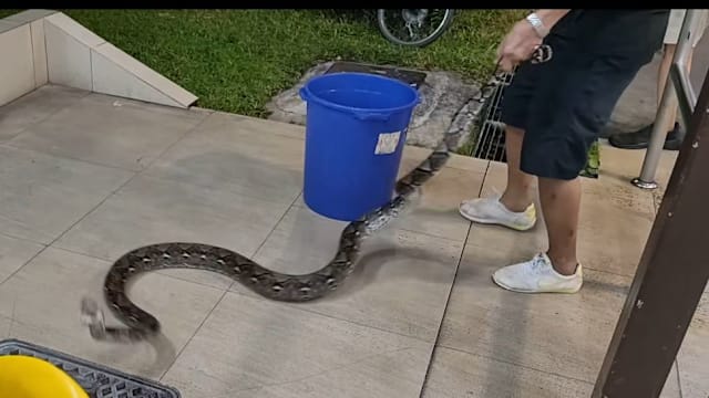 大蟒蛇马西岭咖啡店乱窜 勇敢大叔徒手抓蛇尾驱赶