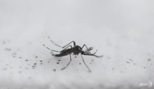 Why the dengue fever caseload has plummeted in parts of Southeast Asia this year
