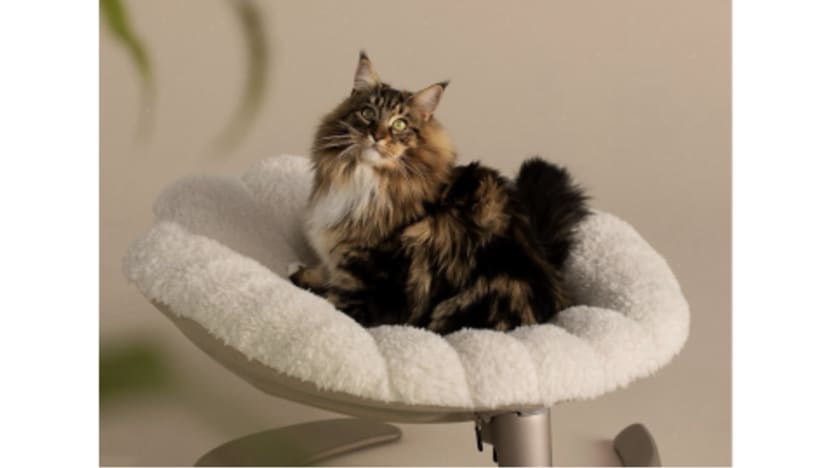 Tavo Unveils the Shell™ - A Pet's Elevated Sanctuary of Comfort and Style Tavo Unveils the Shell™ - A Pet's Elevated Sanctuary of Comfort and Style