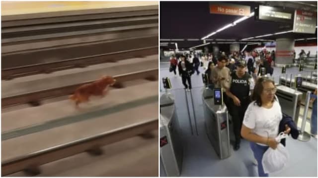 流浪猫狗误闯轨道 厄瓜多尔首都地铁中断影响数千乘客