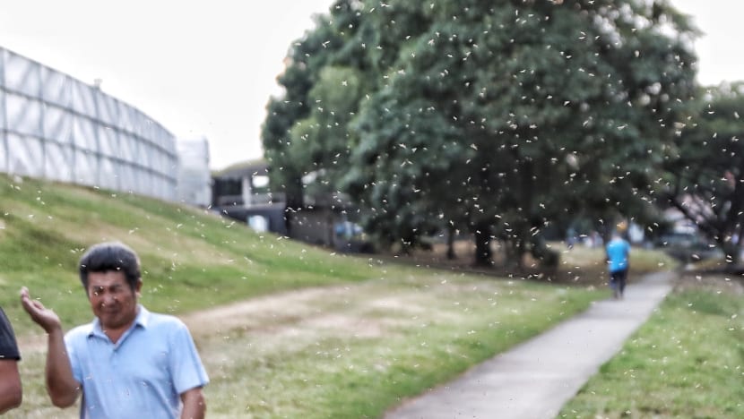Pandan Reservoir midge outbreak: Residents liken it to a 'horror movie', says Member of Parliament