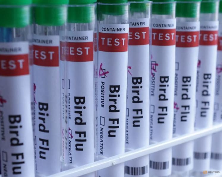 New Zealand detects H5 bird flu