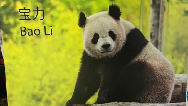 中国两只大熊猫将赴美 开启新一轮保护研究合作