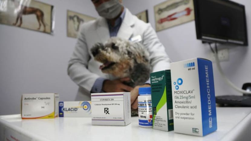 Garis panduan baru penggunaan antibiotik ditetapkan untuk haiwan peliharaan