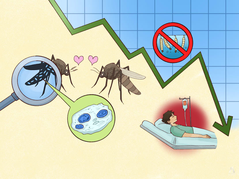 Biting back against dengue - Why experts are cautious despite Singapore's success in lowering case count