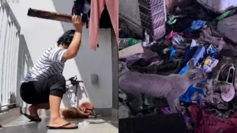 Kes kekejaman, abai kebajikan haiwan cecah paras tertinggi dalam 12 tahun: SPCA