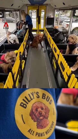 All paws on board the bus designed for dogs