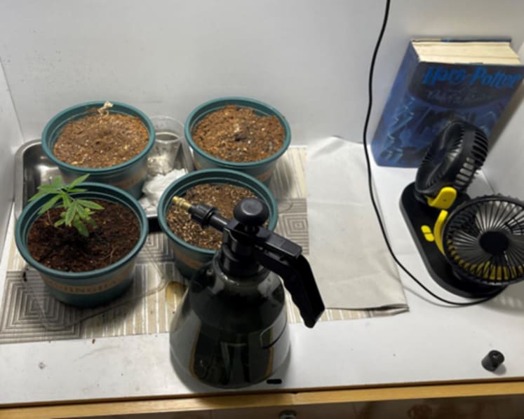 Teen arrested in Yishun after cannabis plant, cultivation attempts found in CNB raid
