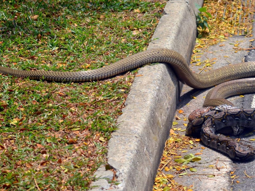 Cobra and python spotted ‘fighting’ on NTU campus