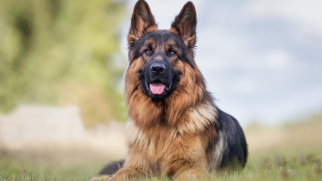 美国一岁童在保姆家被三只牧羊犬咬死