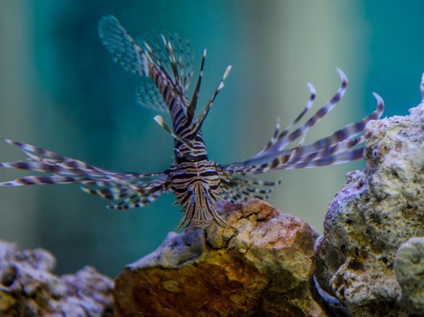 A lionfish is seen in a fish tank in Havana, on June 2, 2016. Cuba includes in its menu lionfish to combat this invasive and predatory species that threatens the balance of the Caribbean Sea. Photo: AFP