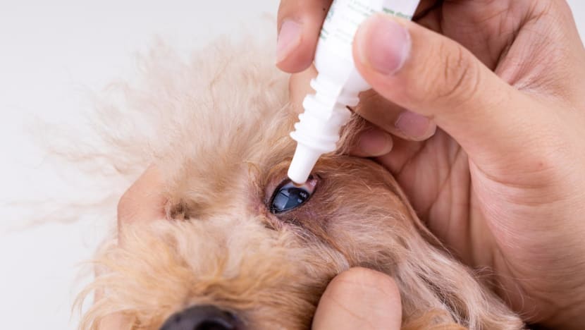 Vets, researchers dispute claims of lanosterol eye drops curing cataracts in dogs Vets, researchers dispute claims of lanosterol eye drops curing cataracts in dogs