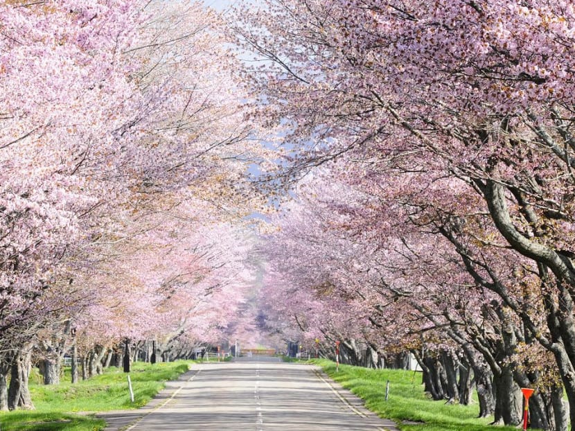 Here's how you can score a free trip to Hokkaido, Hiroshima and Kyushu