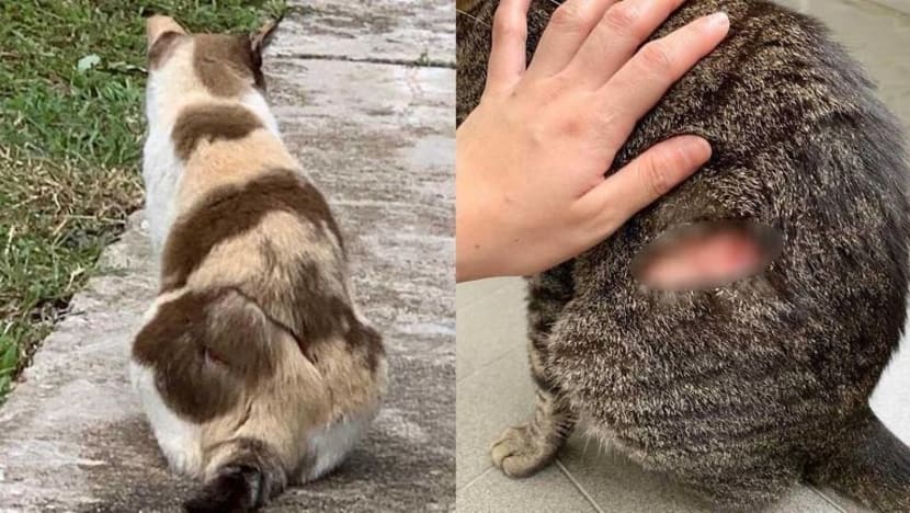 Kucing 'bukan manusia', kata lelaki yang aniaya kucing di Ang Mo Kio; dia kini dijel