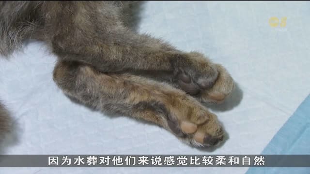 宠物身后事服务需求增加
