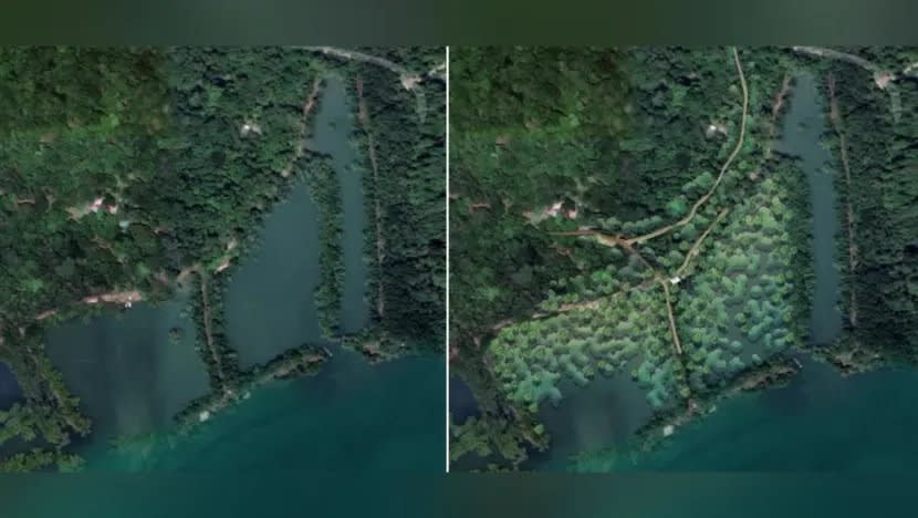 Hutan bakau dengan sekitar 8,000 pokok akan dibuka di Pulau Ubin pada 2026 Hutan bakau dengan sekitar 8,000 pokok akan dibuka di Pulau Ubin pada 2026