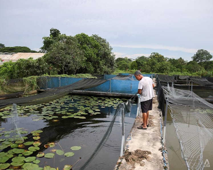 Three farms affected by Lim Chu Kang land-use changes seek lease extensions as expiry dates draw near