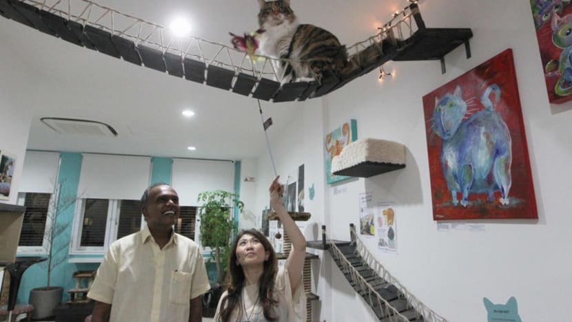 S’pore’s first cat museum opens on Purvis Street