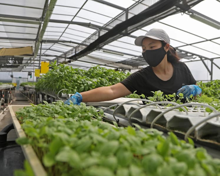 S'poreans buying costlier but fresher local produce will beef up country's future food security: Grace Fu
