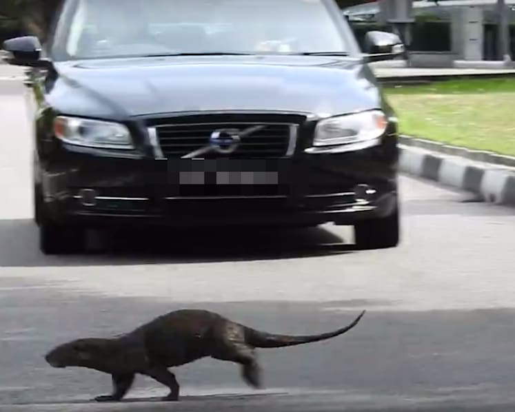 The Big Read: As animal encounters hit the headlines, a divide opens up