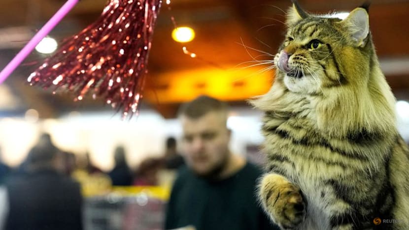 Genome study reveals milestone in history of cat domestication