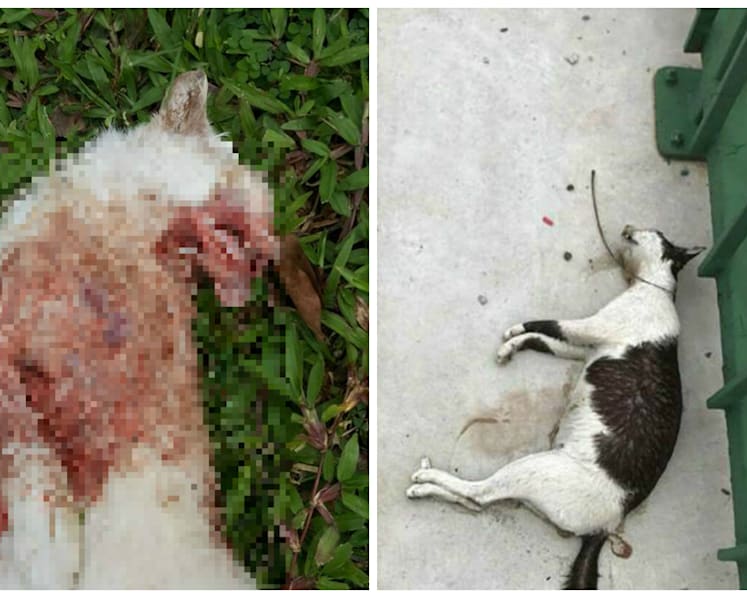 Two new cases of cats found dead in Yishun