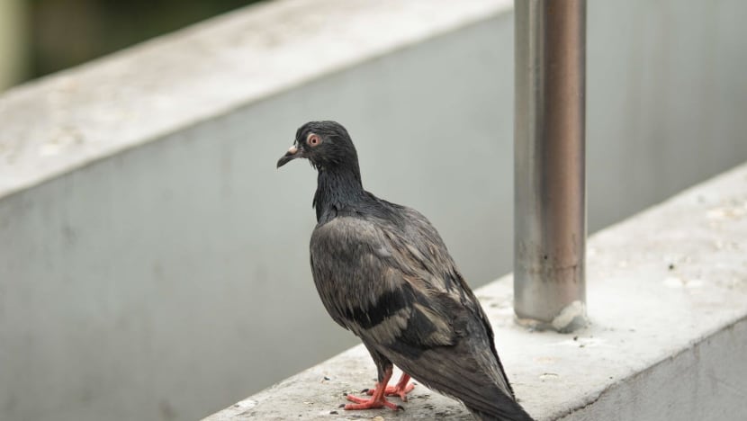 Pigeon management plan to be rolled out in three more town councils Pigeon management plan to be rolled out in three more town councils