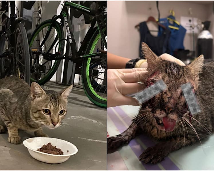 Punggol cat death: NParks says no evidence of deliberate act of cruelty, injuries likely from traffic accident