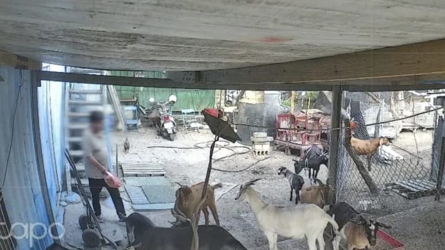 疑地主因租金纠纷毒死上百只羊 饲主：连怀孕母羊也不放过