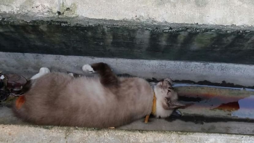 Another cat found dead in Yishun