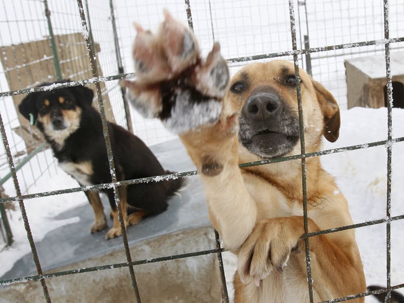 In this  Feb 10, 2010, dogs react from a cage at a stray dog shelter in a field outside Bucharest, Romania. Photo: AP