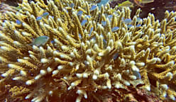 Scientists identify 166,000 sq km of coral reef capable of surviving climate crisis