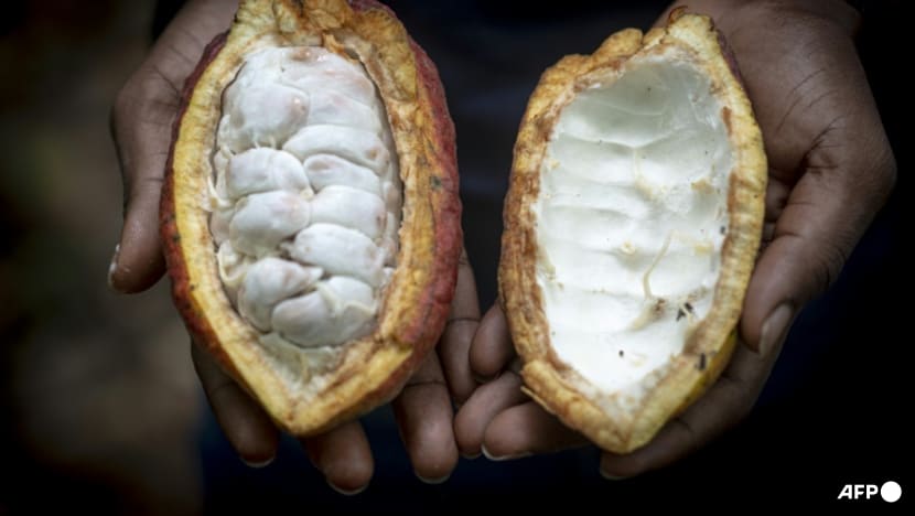 Soaring cocoa prices leave farmers, consumers with bitter taste Soaring cocoa prices leave farmers, consumers with bitter taste