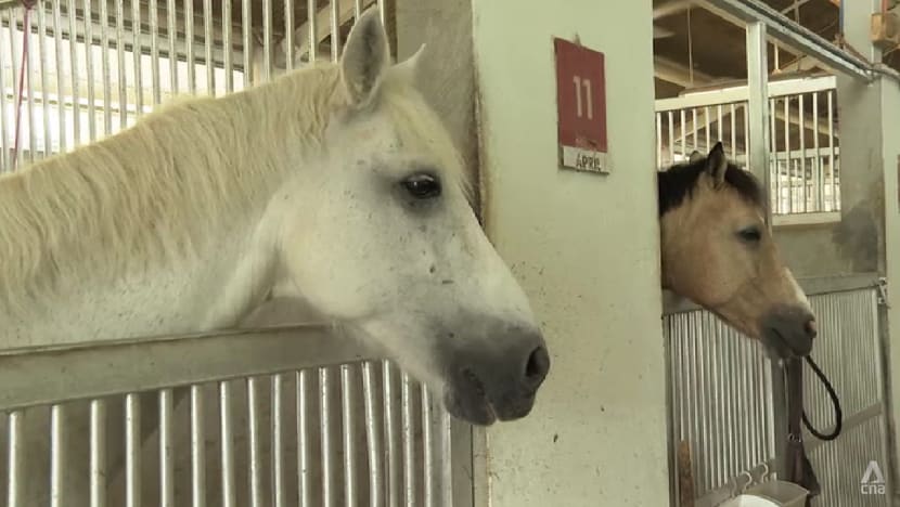 Singapore Turf Club closure: ‘It’s not the end’, says one riding school that moved there three months ago