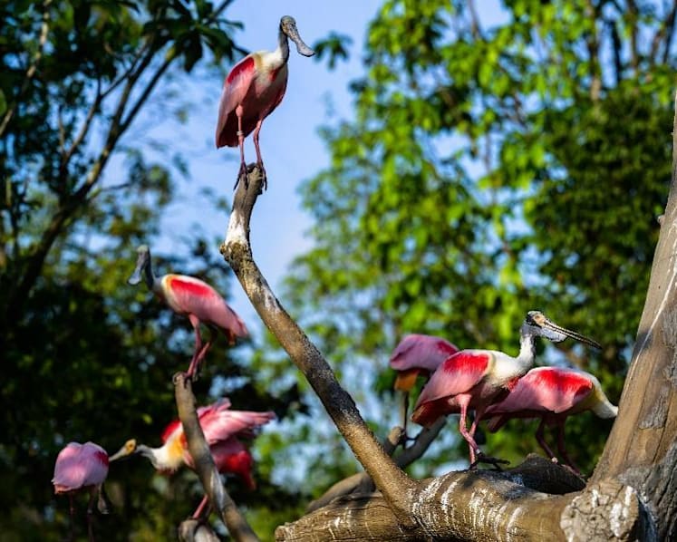 New wildlife park Bird Paradise to open on May 8 with reduced entrance fee during soft opening period
