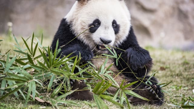 共同社引述消息 中国有意向日本出借熊猫