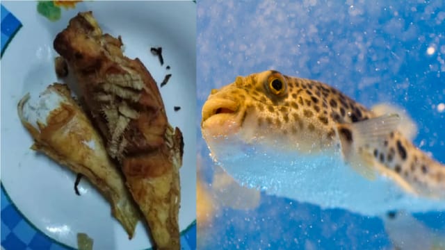 吃鸡腿鱼中毒 马国老翁挣扎两周后离世