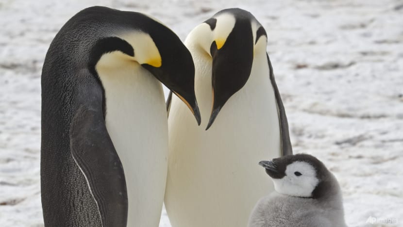 Scientists spot previously unknown colonies of emperor penguins in Antarctica Scientists spot previously unknown colonies of emperor penguins in Antarctica